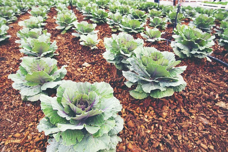 优质摄影照片_现代农场种植的优质蔬菜