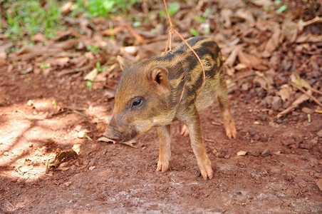 一只可爱的猪在一个养猪场，泰国