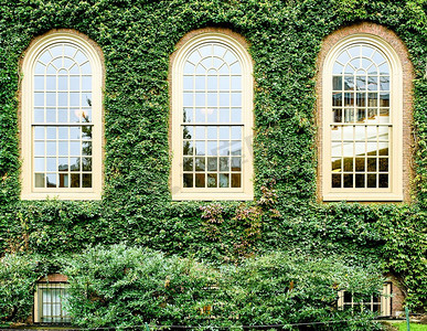 美国哈佛大学摄影照片_哈佛的常春藤之墙。美国马萨诸塞州剑桥市哈佛大学的常青藤墙。