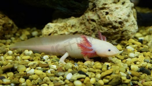 Axolotl游泳水下海洋生物鱼缸/白色Axolotl墨西哥鲑鱼