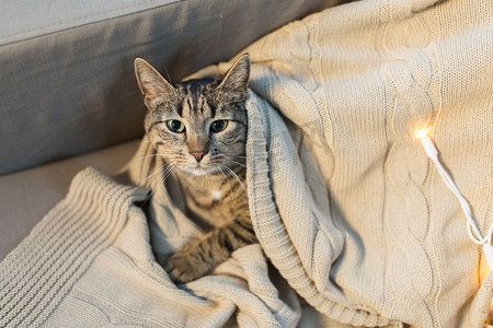 宠物和卫生概念-冬天猫猫躺在家里的毯子上。冬天的猫猫躺在家里的毯子上