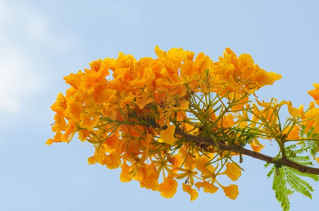美丽的孔雀花与蓝天，泰国