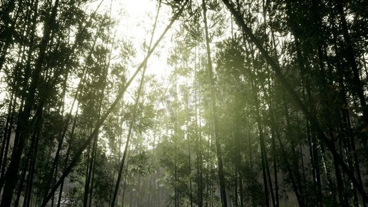 竹子树的景观在热带雨林，马来西亚