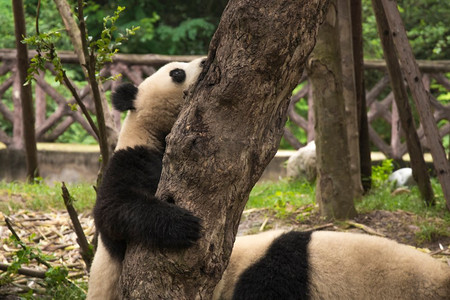 熊猫生活在成都的一个保护区里。中国