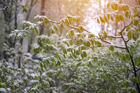 冷淡摄影照片_雪落在绿叶上。