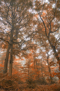 令人叹为观止的五彩缤纷，令人回味的秋日雾林兰。令人惊叹的充满活力的秋日雾蒙蒙的森林景观