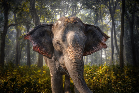 奇特旺的大象。在尼泊尔的丛林中。奇特旺的大象