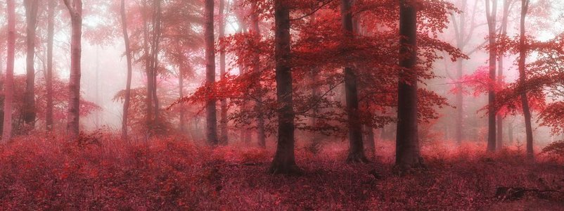 超现实的交替颜色幻想秋天秋天森林景观概念图像