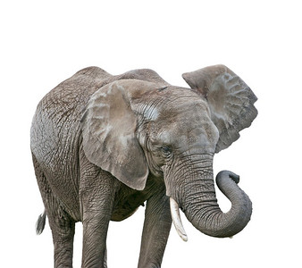 非洲大象孤立在白色背景