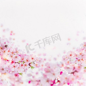 白色樱花摄影照片_近摄樱花与小黄蜂开花。粉红色的春天花在白色。春天花卉背景边界。