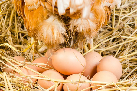 手绘白色奶茶杯摄影照片_全身棕色鸡母鸡，鸡蛋孤立，白色背景