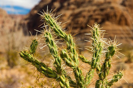 自然、植物学和花卉概念—在大峡谷沙漠中生长的多刺仙人掌。在大峡谷沙漠中生长的多刺仙人掌