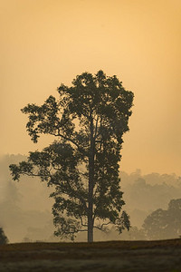 密集树叶摄影照片_泰国考艾国家公园热带雨林的自然资源