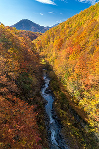 秋天，日本福岛中川大桥上的峡谷