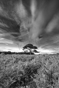 美丽的风景图案摄影照片_美丽的夏天日落风景图像Bratley视图在新森林国家公园英格兰黑色和白色图像