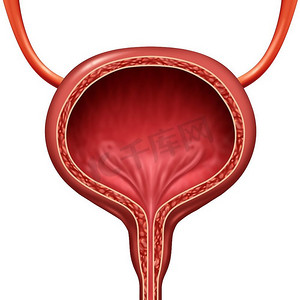 人体膀胱解剖器官概念作为人体解剖的3D插图。