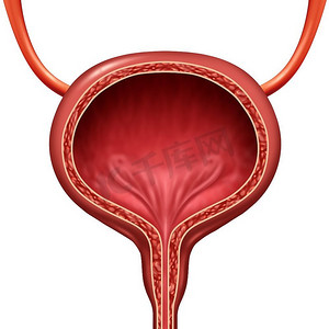时装画人体摄影照片_人体膀胱解剖器官概念作为人体解剖的3D插图。