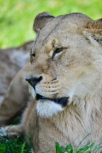 关闭的女性非洲狮子Panthera Leo Leo在Sum的肖像。美丽的肖像女性非洲狮子Panthera利奥利奥在夏天的阳光