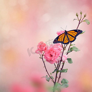 玫瑰花壁纸摄影照片_玫瑰花上的蝴蝶君主。玫瑰丛上的帝王蝴蝶