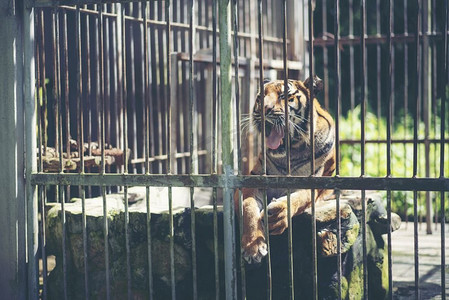 孟加拉虎在笼子里，野生动物在笼子里的概念