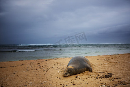 海豹突击队。美国夏威夷海滩上令人放松的海豹