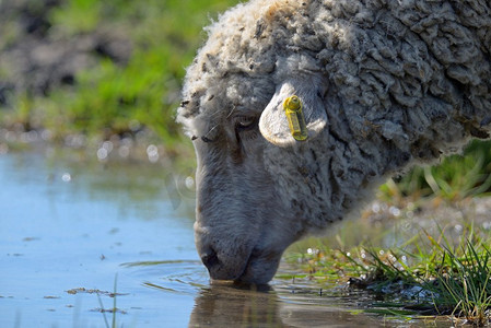 羊在春天饮水
