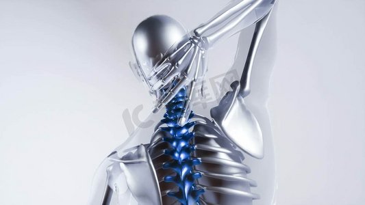 人体脊柱骨骼与器官的骨骼模型。带器官的人体脊柱骨骼模型