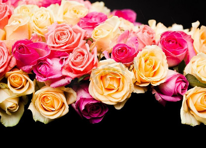 奢华的粉色和米色玫瑰在黑色背景上近在咫尺。粉色和米色玫瑰花边框