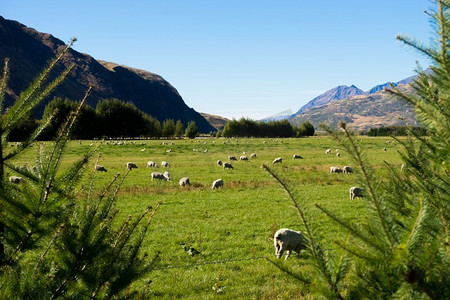 风景如画。新西兰阿尔卑斯山和草地的自然景观