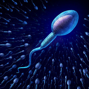 细胞.精子，概念，生育能力，概念