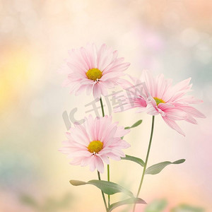 美丽的粉红色雏菊花绽放。粉红色的花朵