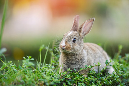 可爱的兔子坐在绿地春天的草地上/复活节兔子在草地和花朵上寻找复活节彩蛋户外自然背景