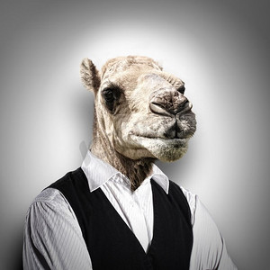 肖像的一个有趣的骆驼在西装。一个滑稽的骆驼的肖像在灰色背景的一套西装。拼贴