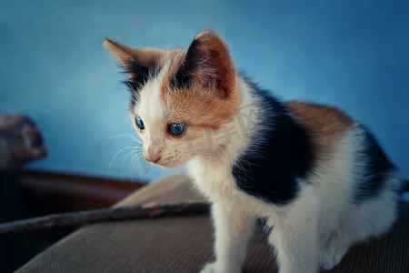 小斑点小猫坐在户外的一个阳台