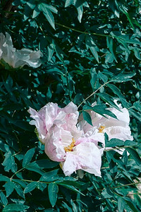 红色植物背景摄影照片_漂亮的时髦的浅粉红色牡丹生长在一个装饰花园的花坛上。牡丹绿叶园