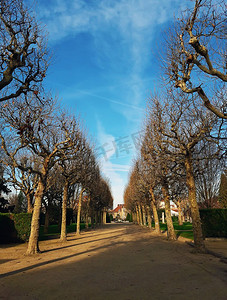 公园与建筑摄影照片_在法国巴黎郊区塞纳河畔Asnieres—sur—Seine公园广场的光秃秃的树木小巷。寒冷和阳光明媚的冬天早晨与蓝天。
