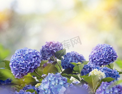 蓝色绣球摄影照片_花园里的蓝色绣球花。蓝色绣球花