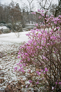 季节，季节，下雪，寒冷