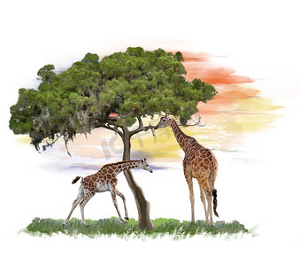 数码绘画的长颈鹿附近的一棵树。长颈鹿附近的树水彩画