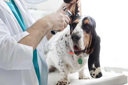 兽医诊所医生用耳镜设备检查狗耳朵的中段’