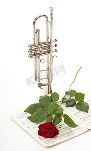 红玫瑰和老音符音符小号爱音乐白色背景