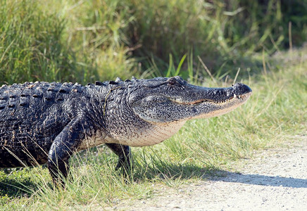 大型美洲短吻鳄横穿马路。大型鳄鱼行走