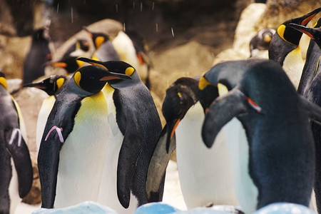 活泼小企鹅摄影照片_一群可爱的企鹅在动物园。