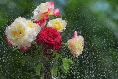 玫瑰花束在窗口的背景与雨滴