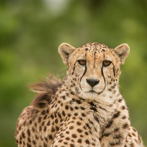 美丽的近距离彩色猎豹无名氏头像。彩色风景中令人惊叹的猎豹亲密肖像