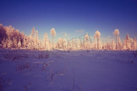 冬季景观在农村森林雪场
