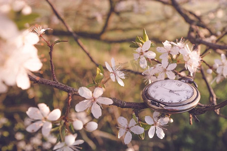 春天的时间在清晨的阳光下在一棵盛开着白色花朵的树上
