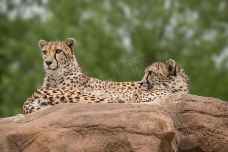 风景猫摄影照片_令人惊叹的亲密肖像猎豹Acinonyx Jubatus在五颜六色的风景