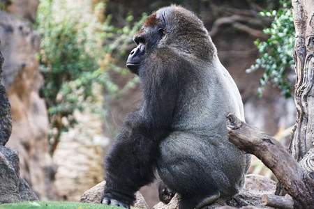大猩猩。大猴子生活在热带公园