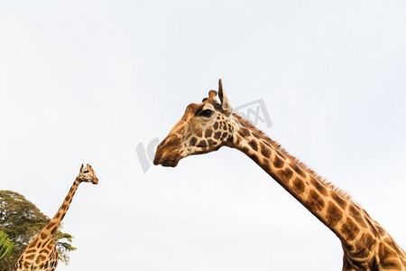 动物，自然和野生动物的概念-长颈鹿在非洲。长颈鹿在非洲